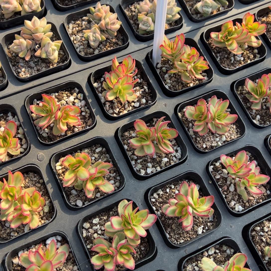 天狗之舞锦一颗量拍多肉满9.9元包邮