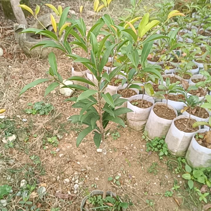 墨西哥人心果嫁接苗一物一拍原盆原土发货