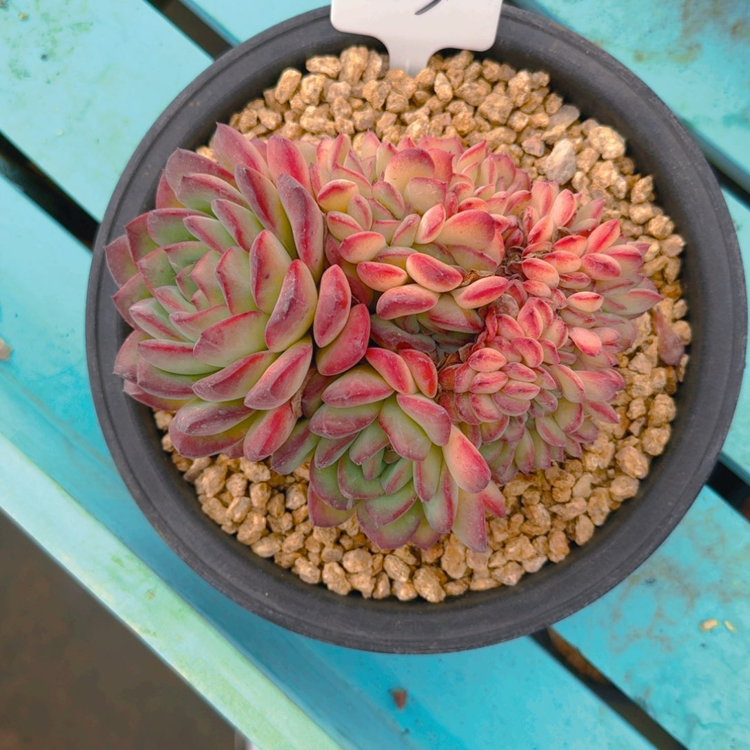 88号多肉1111111111