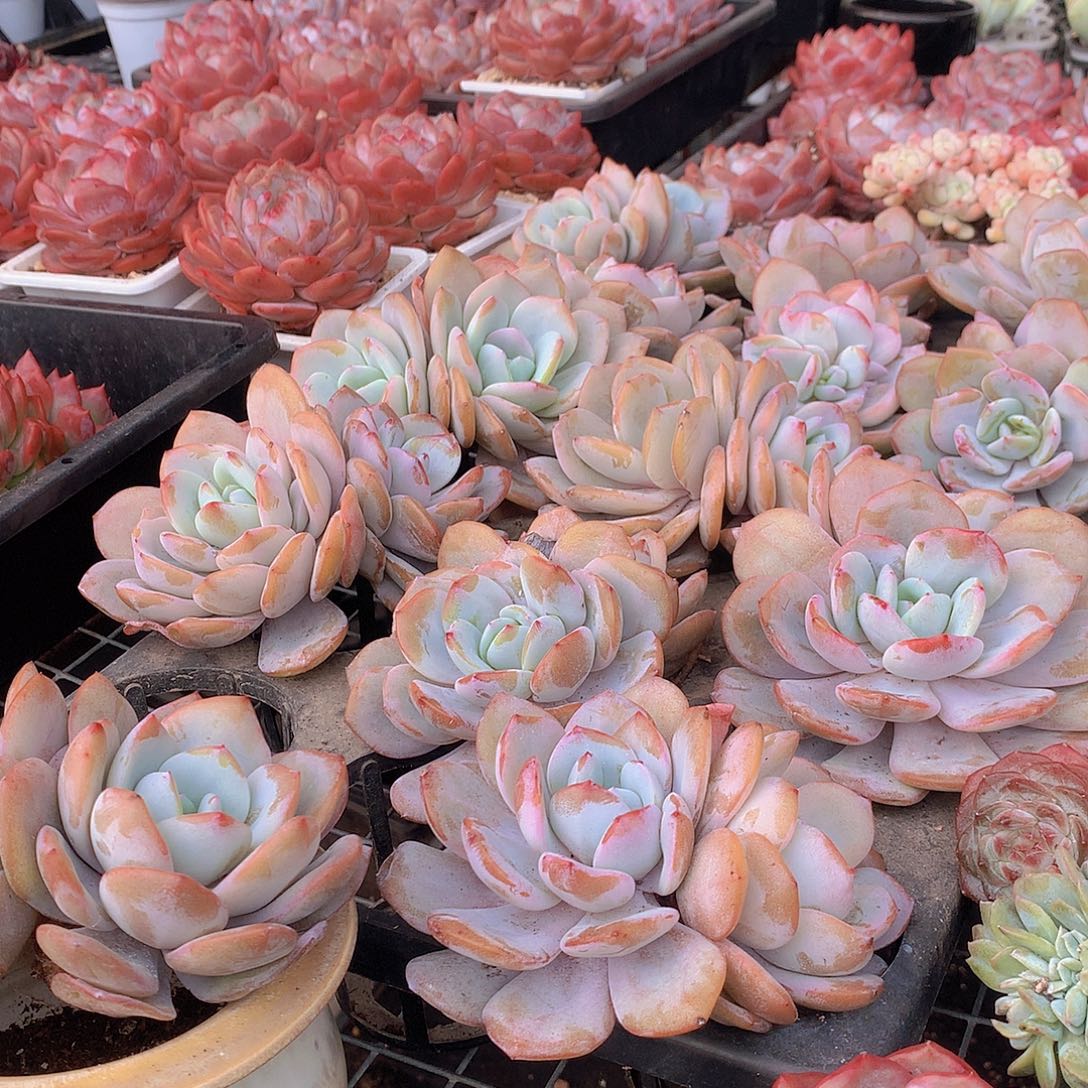 大双头韩奶茶00000000000000