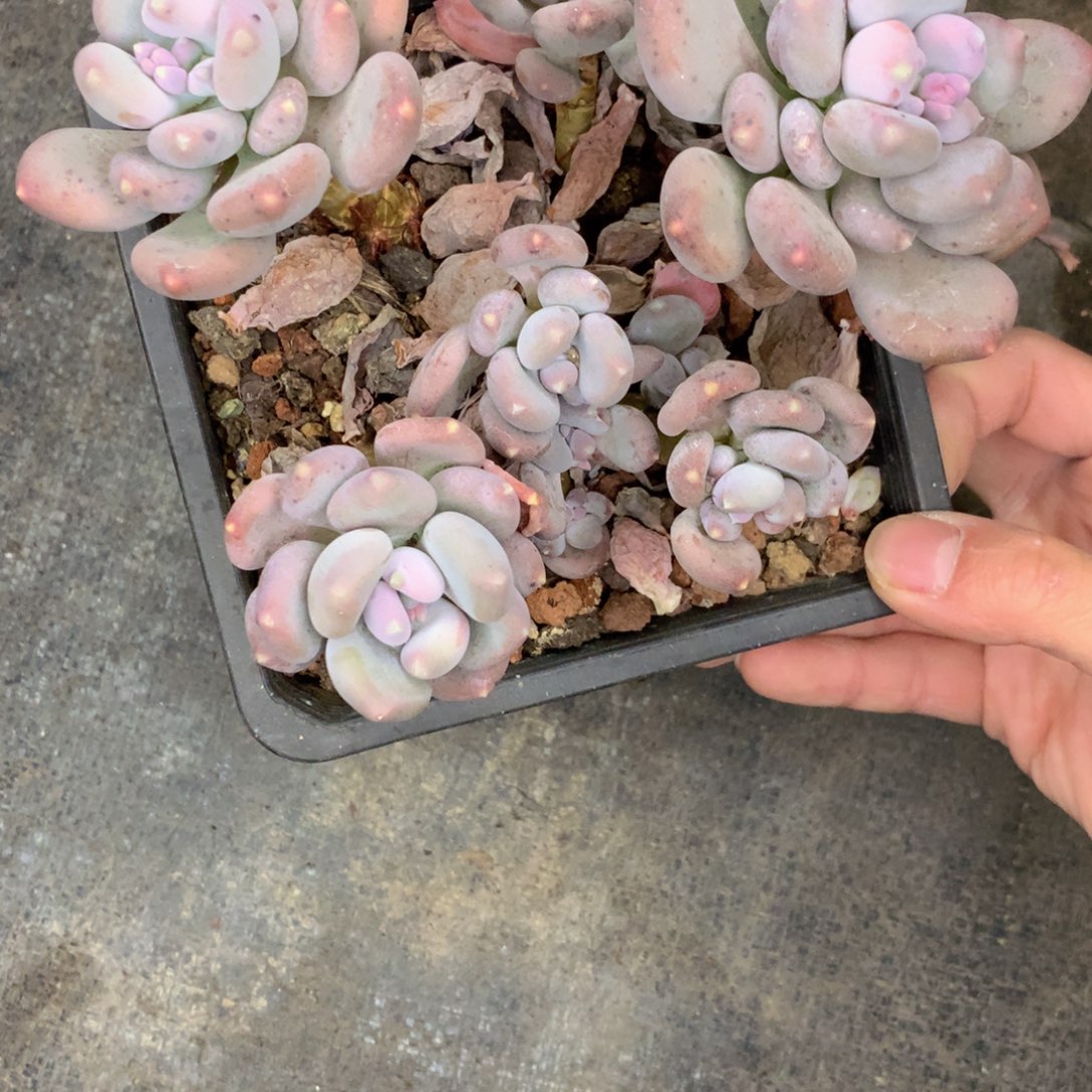 友家多肉一物一拍