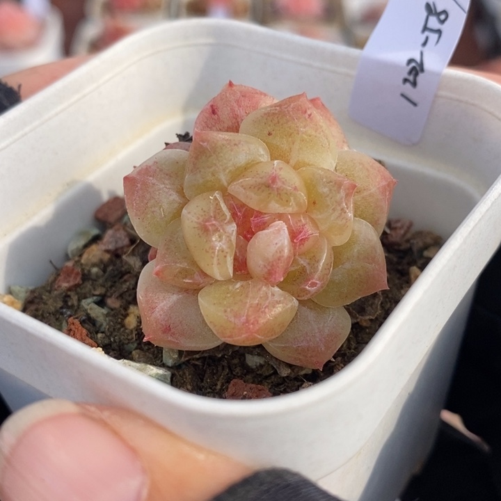 1202-587，冰魄多肉