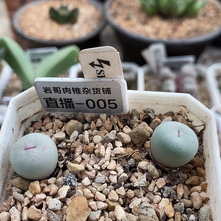 刺猬种源433V嘴一颗