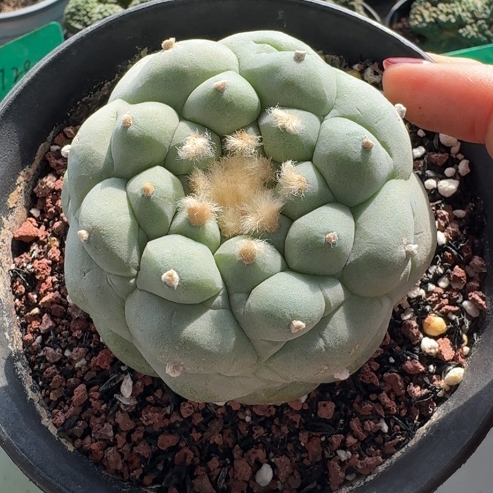 超白肌自跟7.5公分