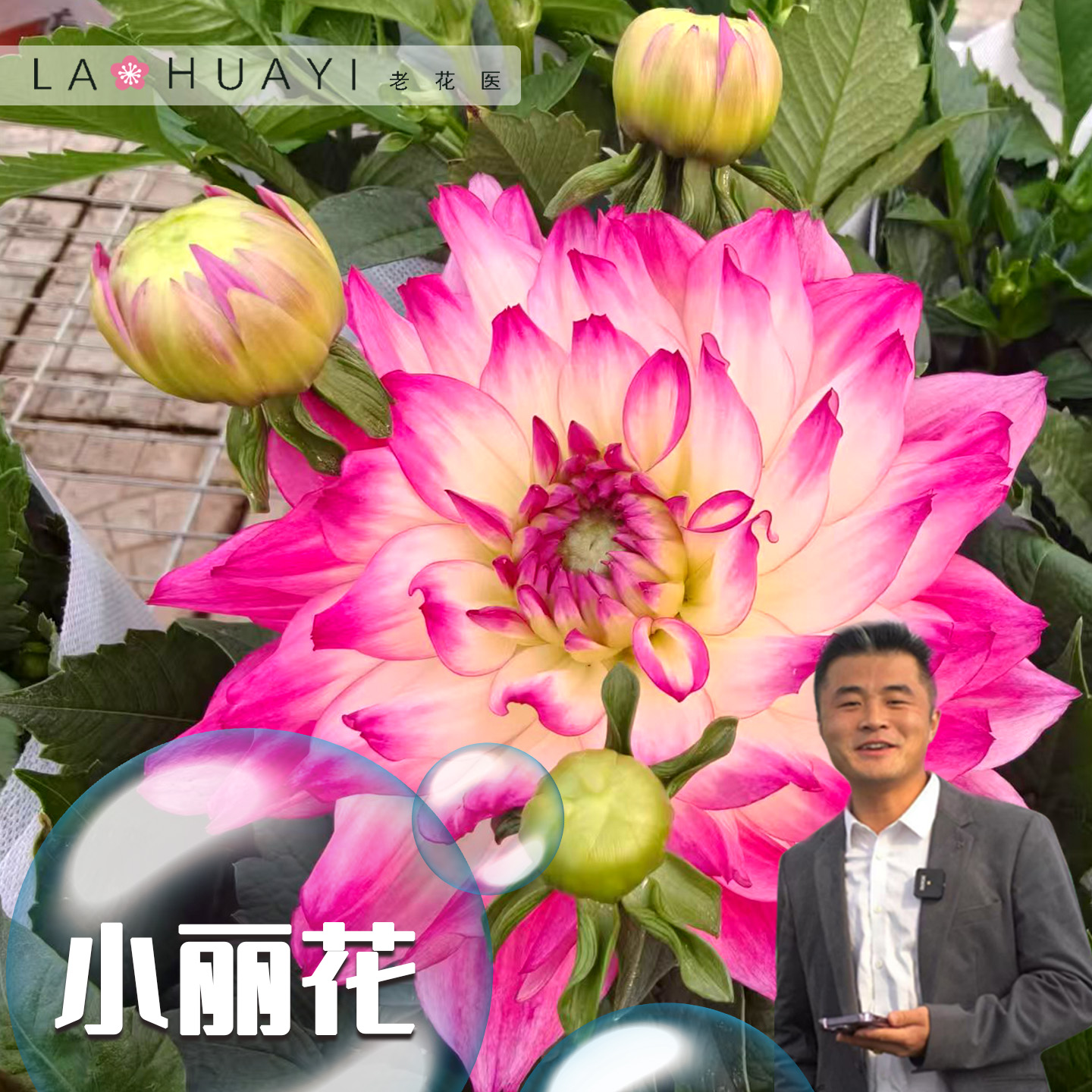 小丽花盆栽花卉阳台庭院多年生花卉花期长耐寒大花