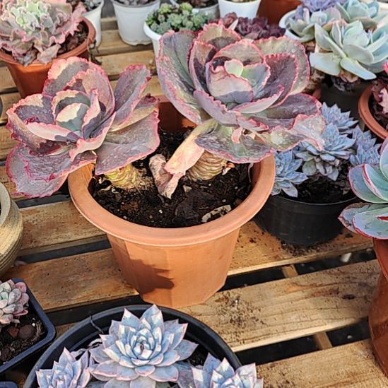 蓝色妖姬多肉多肉