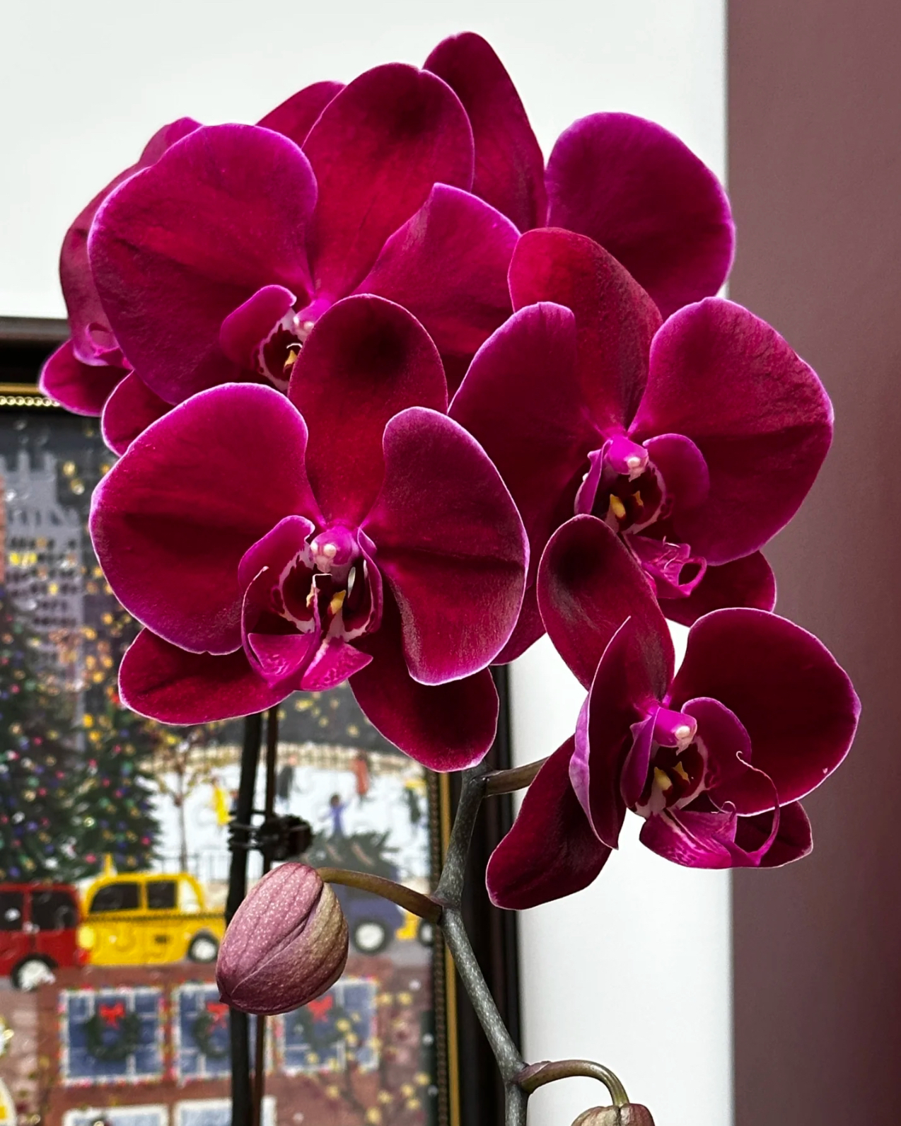 2颗牛记黑脸蝴蝶兰1.7寸杯 根系好