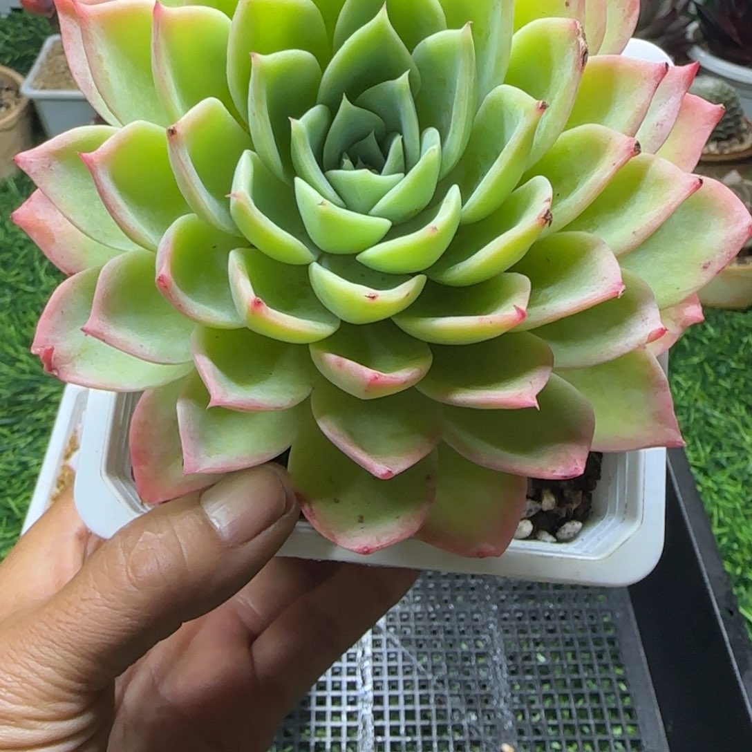 锦安精品多肉编号210