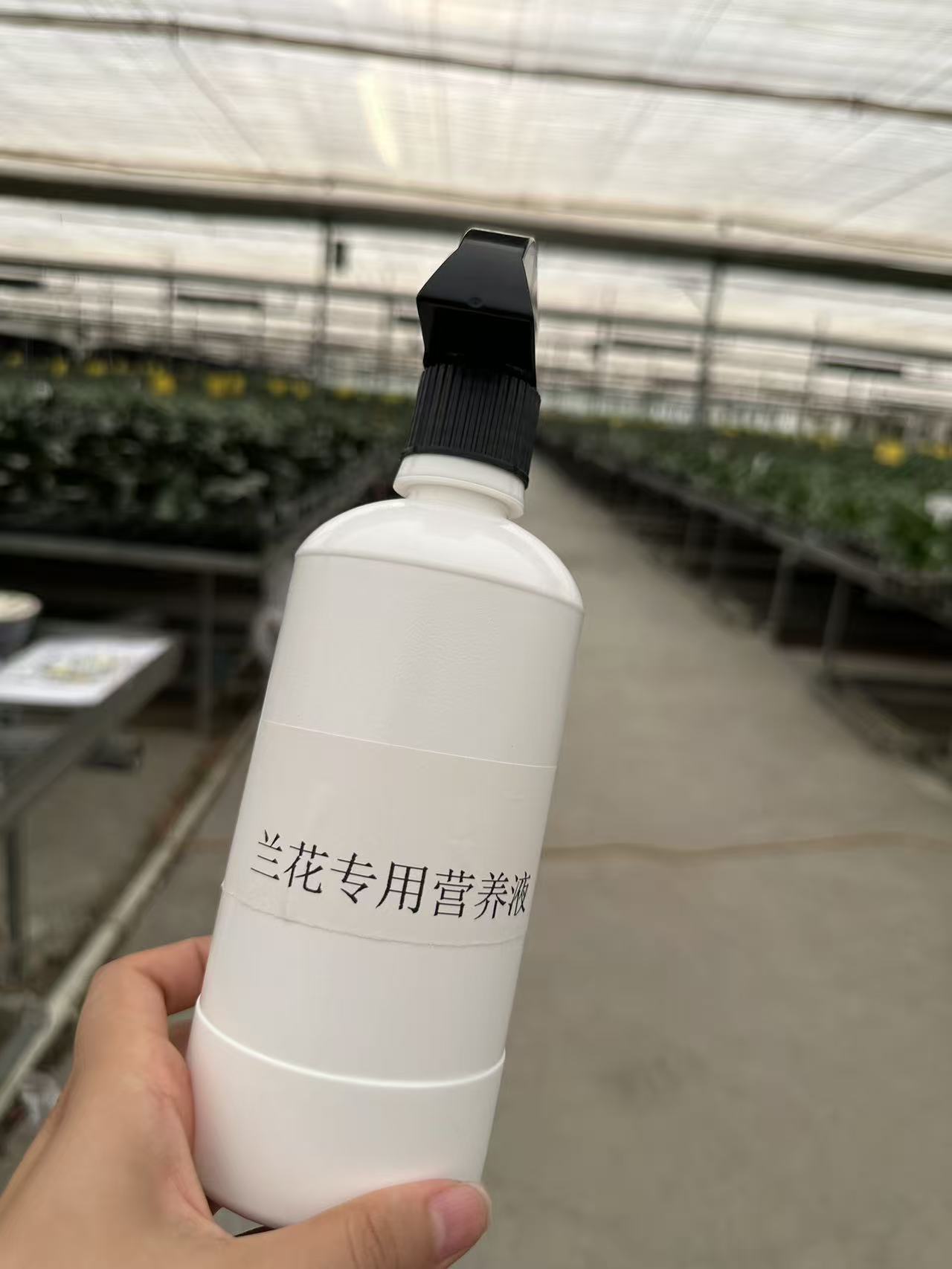 兰花花苗兰花专用营养液
