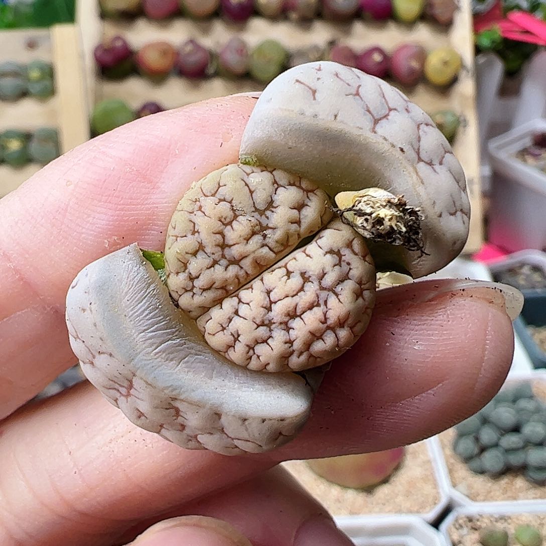 荒玉一颗………………………….06