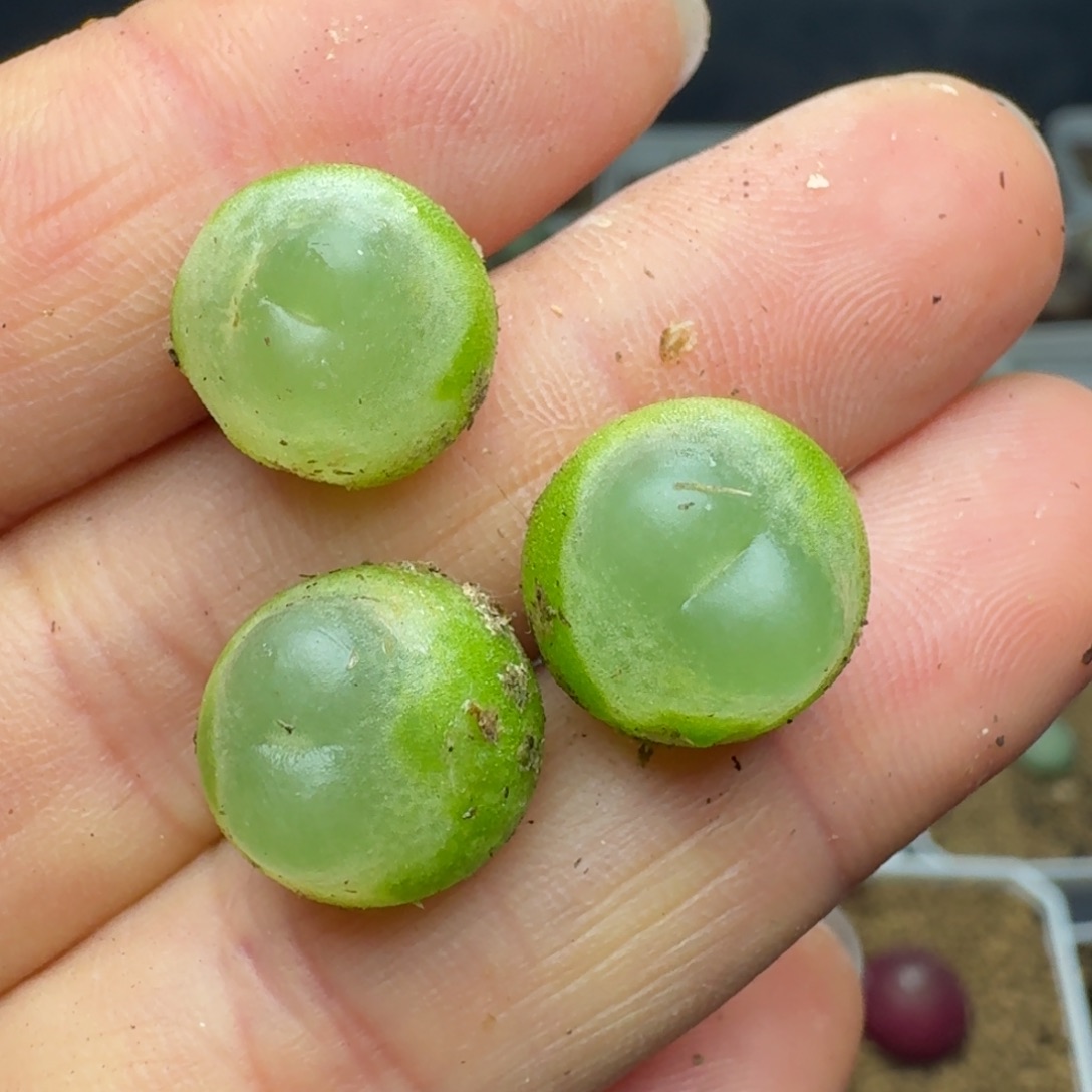 2284三颗福利啦啦三颗