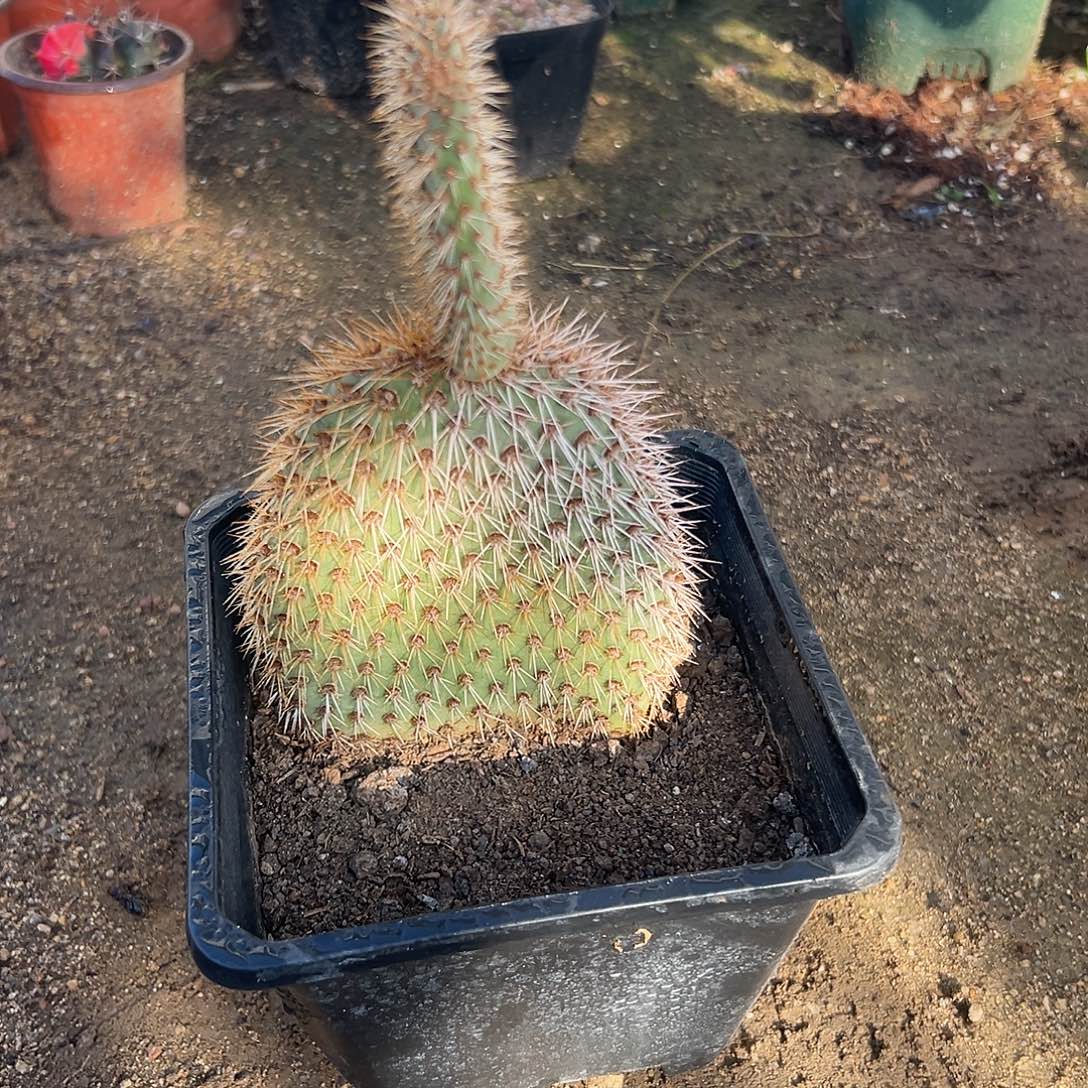 多肉植物野狐仙人掌