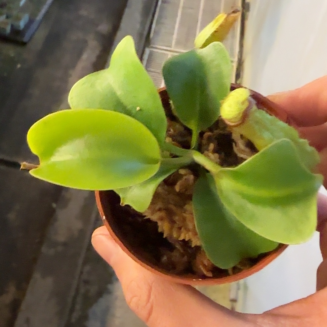 无花朵专拍云雾猪笼草