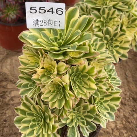 金丝多肉多肉5546