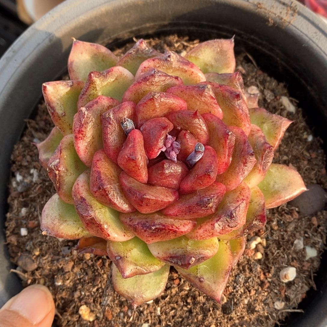 精品多肉一物一指不包整308