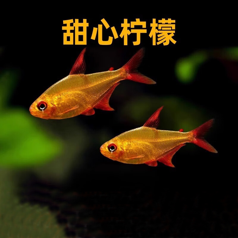 甜心柠檬灯鱼南美热带高端灯科淡水观赏鱼适合草缸饲养