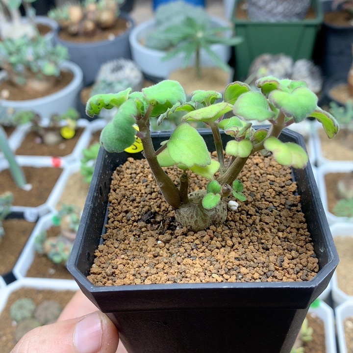 爱氏延命草多肉带盆