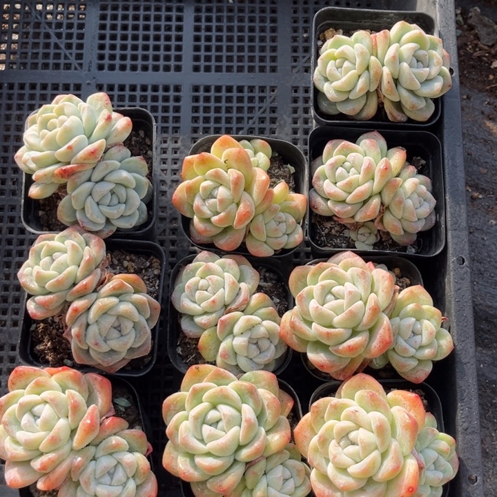 冰玉多肉七方盆一组10个2号