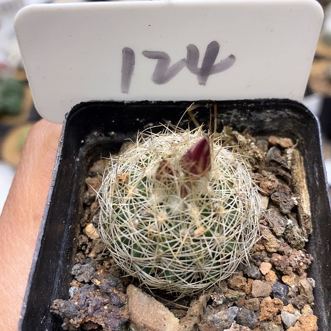 开播时间周一晚播出内容提要