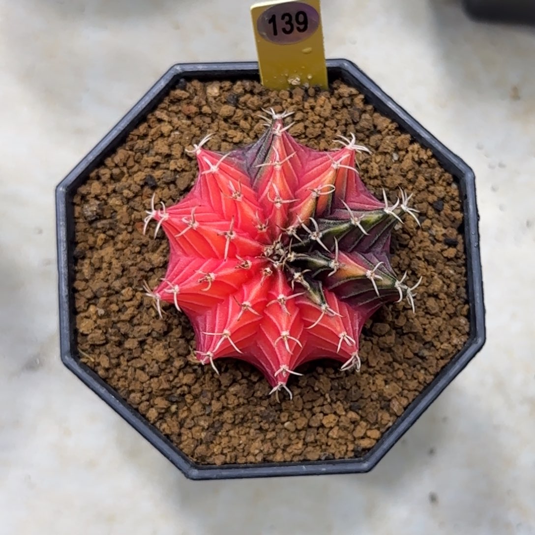 139号泰系实生肋骨锦