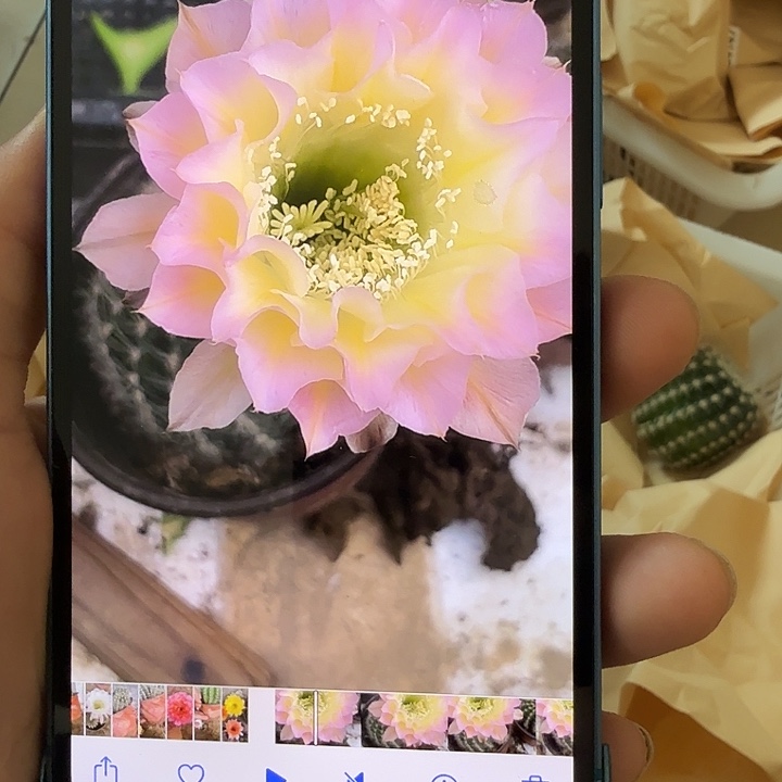 清库存彩草侧芽歪g4153瑕疵处理