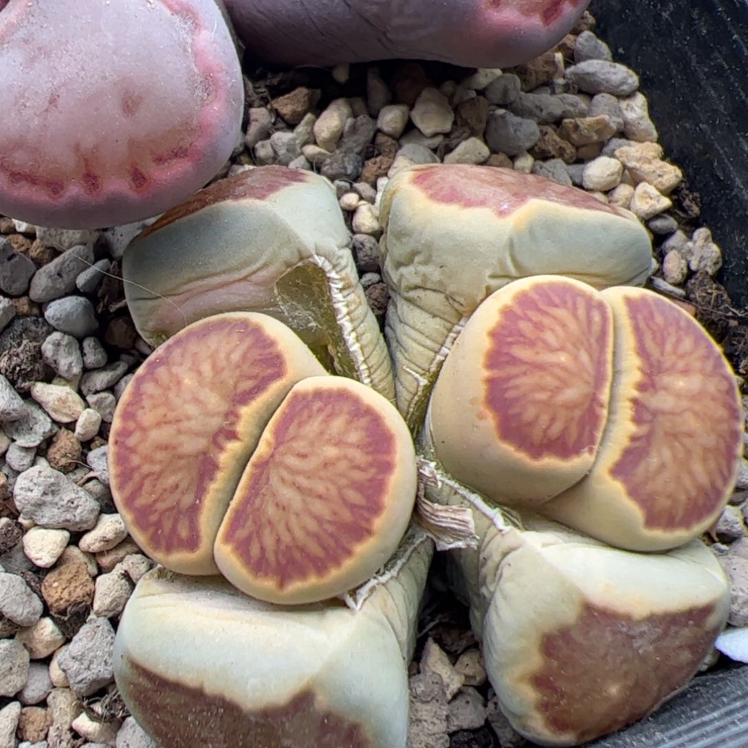 0407号菊 多肉植物