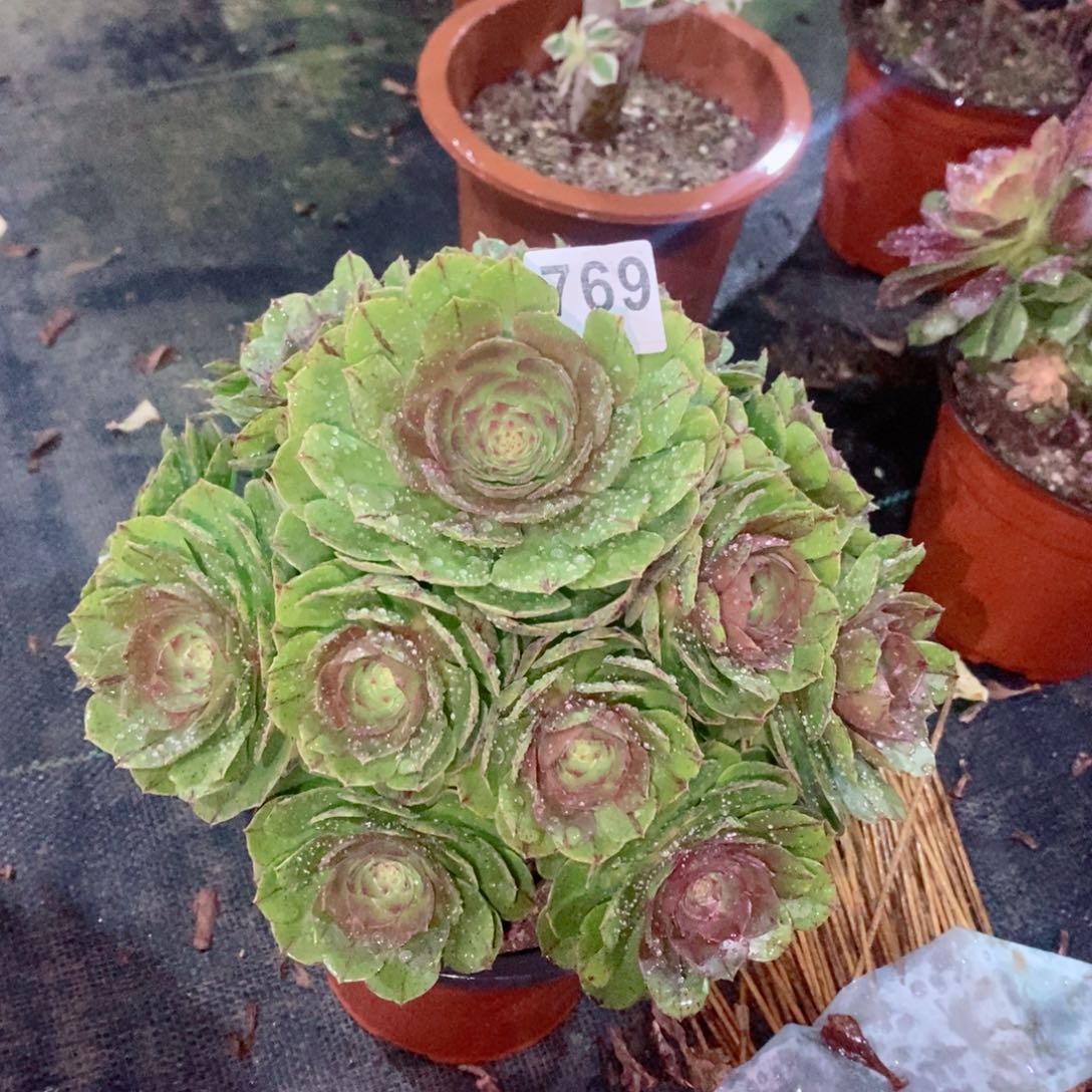 万拉丝769多肉1111