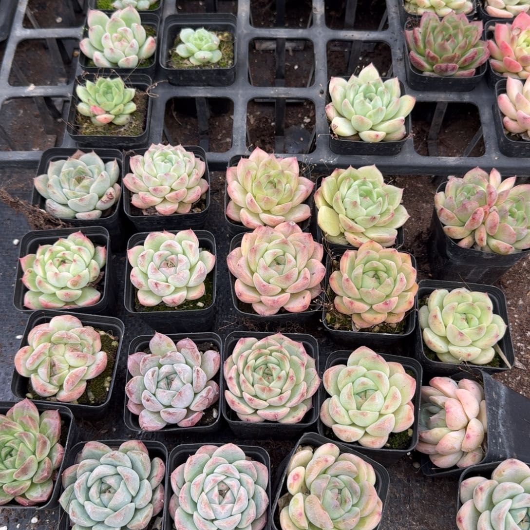 18-21珍妮二十颗带盆发货量拍左四