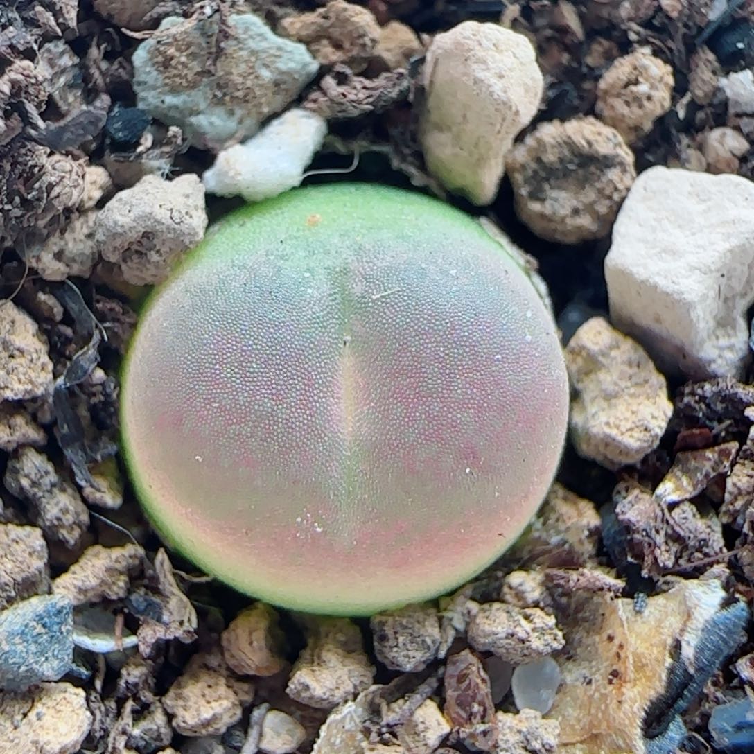 0886/尺寸0.9/三年半登登/