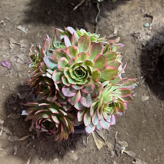 一颗多肉法师植物 万黄
