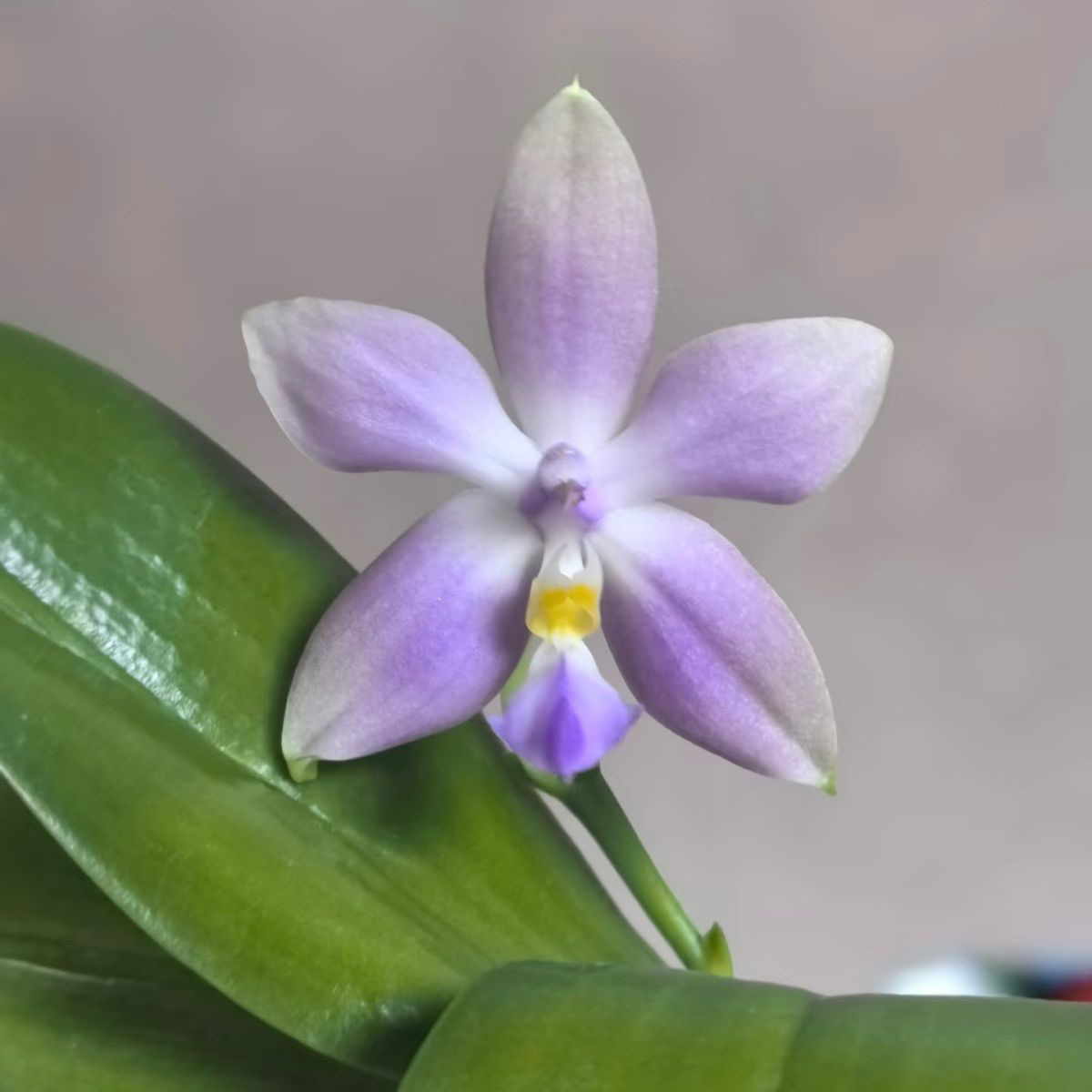 蝴蝶兰原生苗109136滨城荧光交柳林蓝鸟1.7宝宝苗仅是苗无根