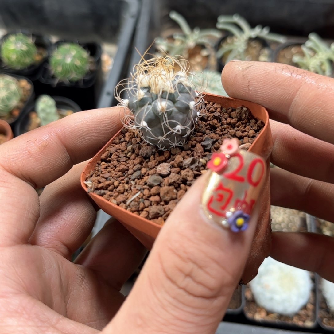 长城丸单头发货有根发货