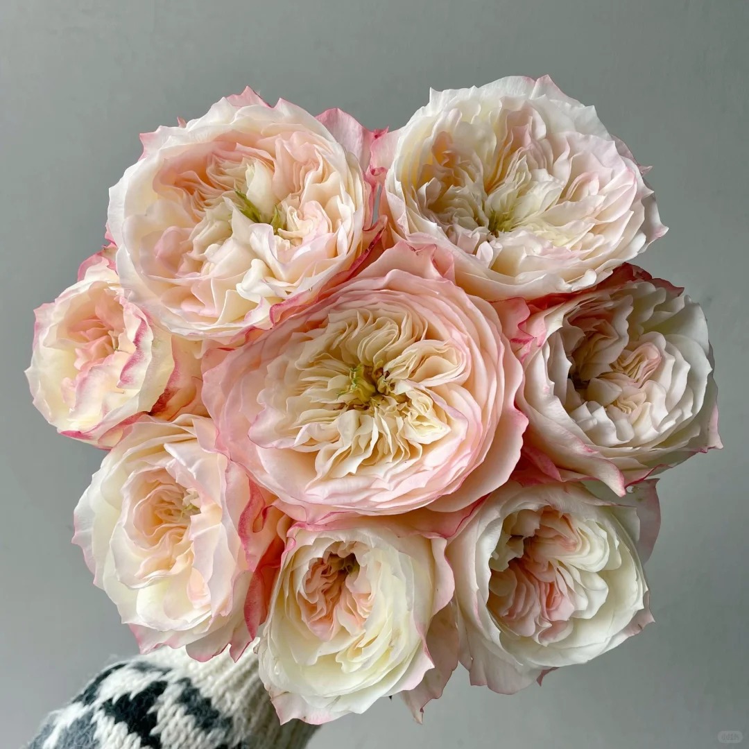 【云南鲜花】单头（小梨涡）玫瑰 1单普通包邮，2单以上顺丰冷链