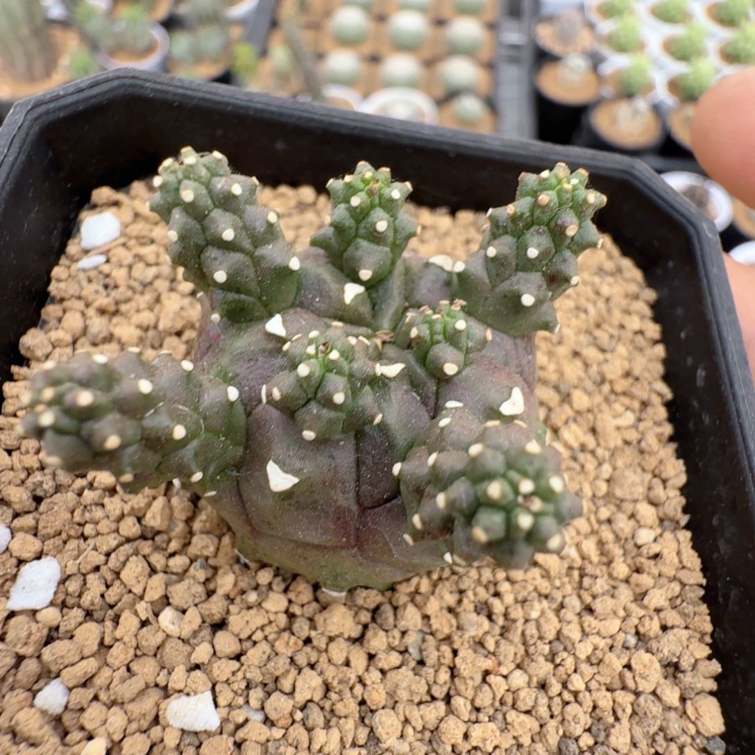 绿鬼玉大戟带盆发货