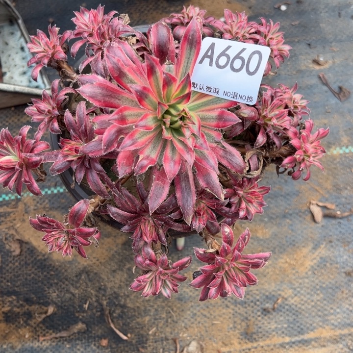 微瑕朱雀多肉植物660.