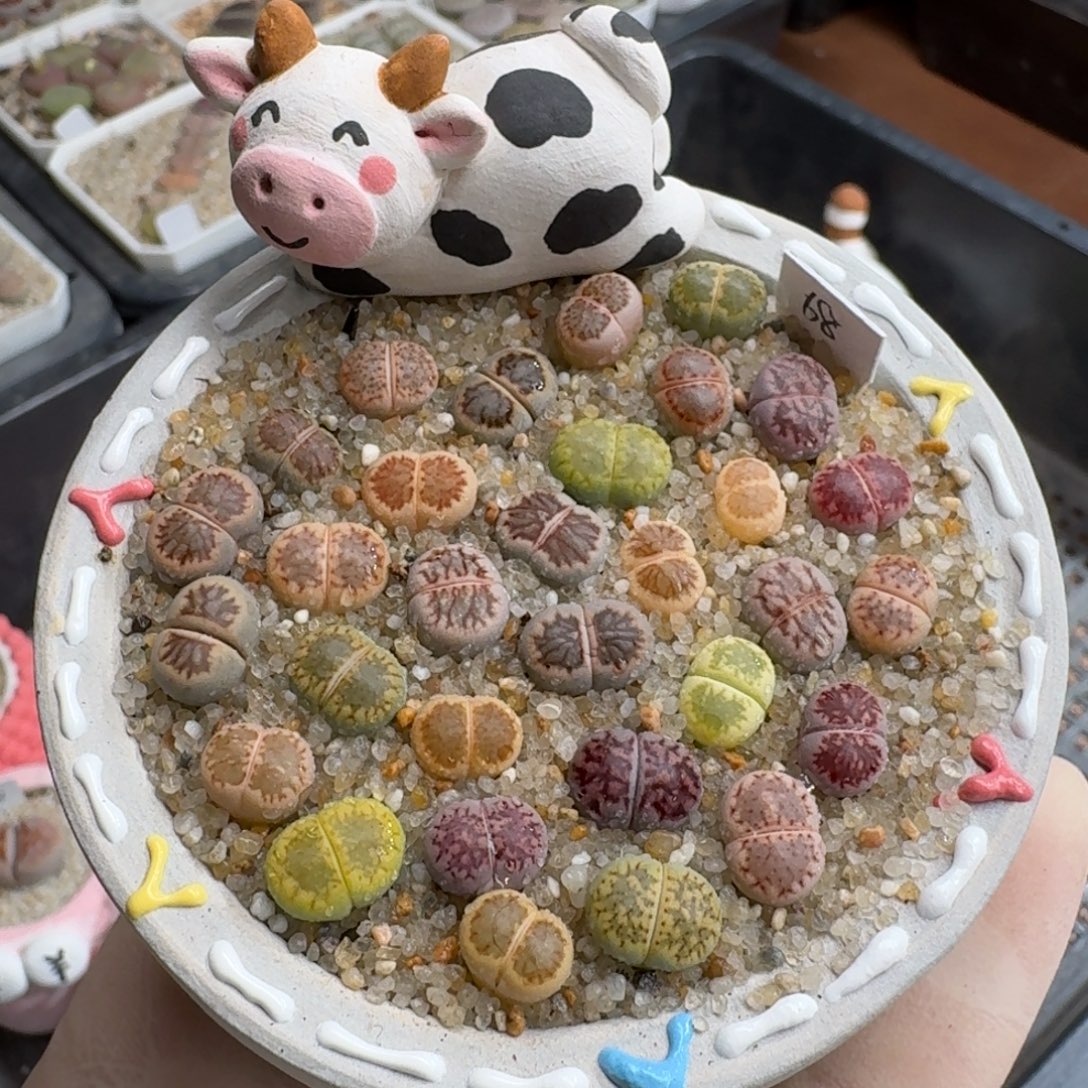 0928-015连盆带花菊彩套