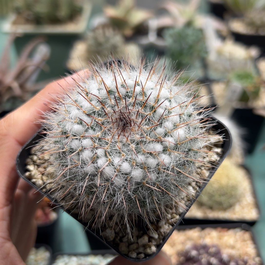 螃****实生乳突杂交脱土发货 