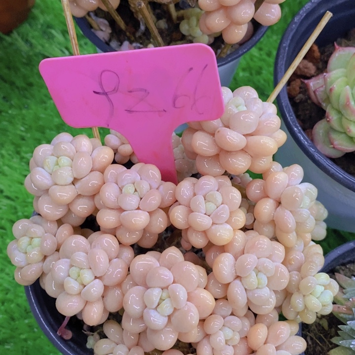 多肉植物，开心多肉