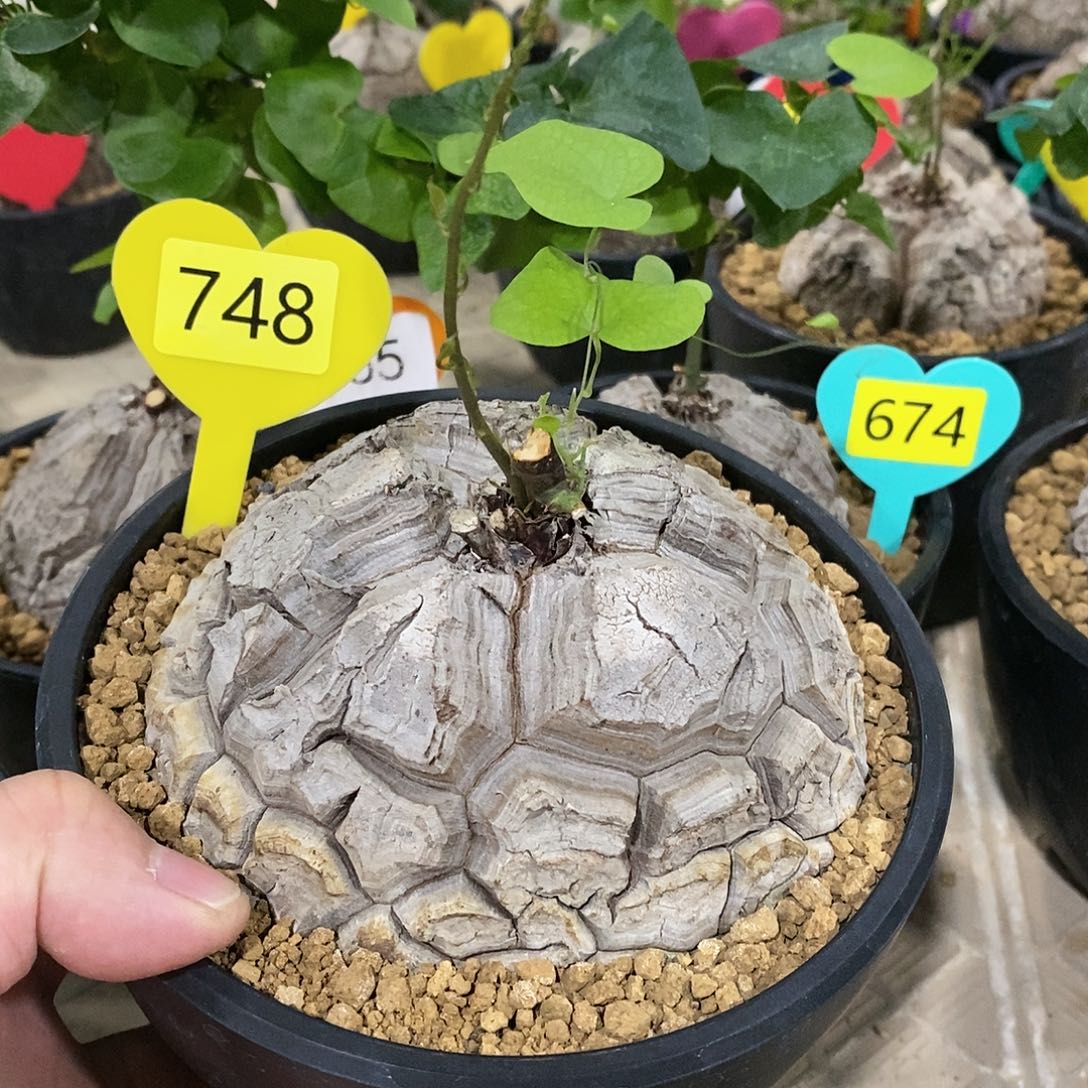 南非龟甲龙龟甲龙