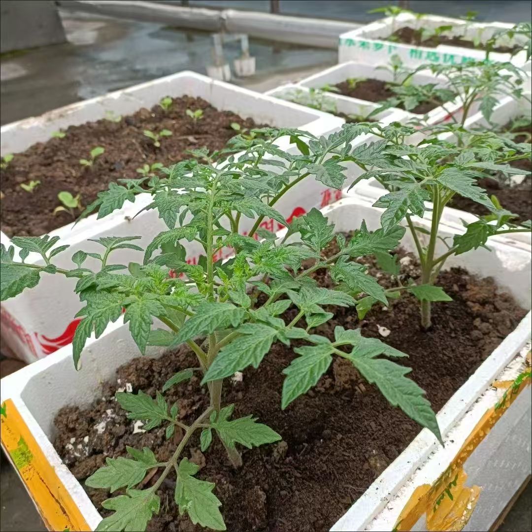 番茄苗大果番茄苗千禧圣女果秧苗西红柿秧苗阳台盆栽地栽四季种植