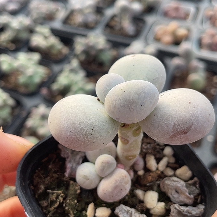 一物一拍满18包邮