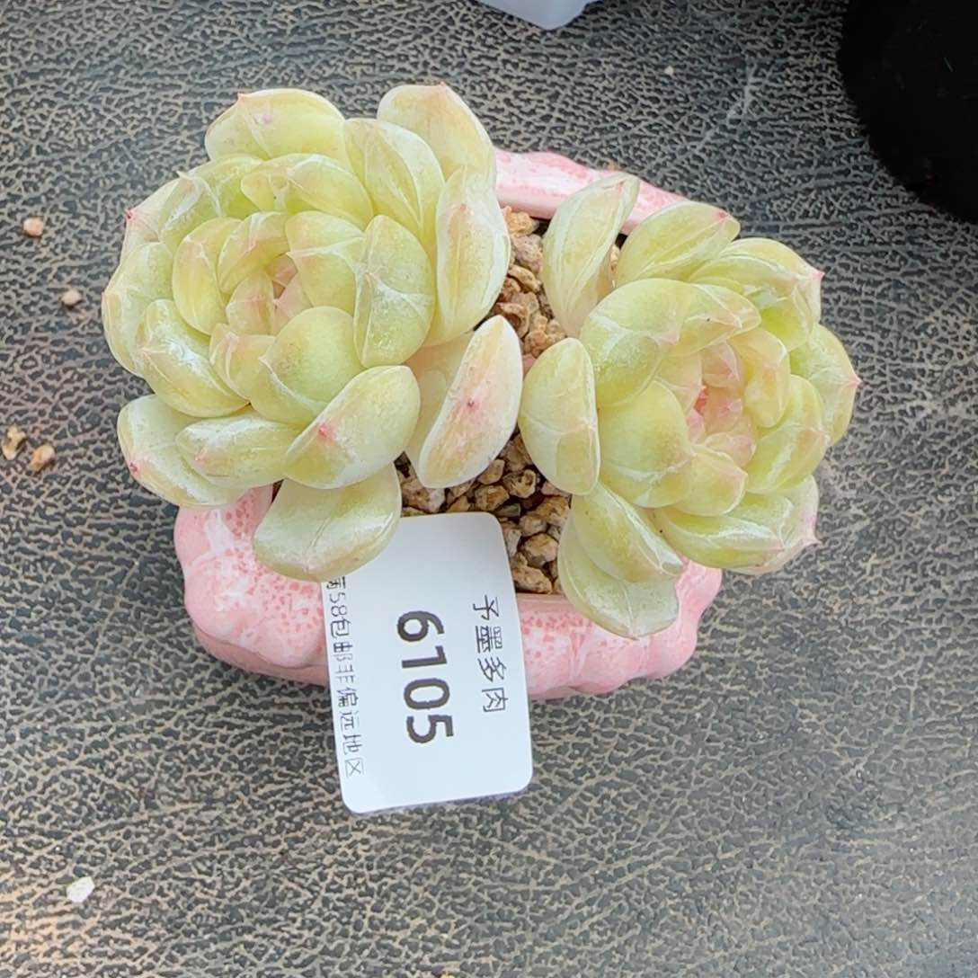 白恋，6105多肉植物