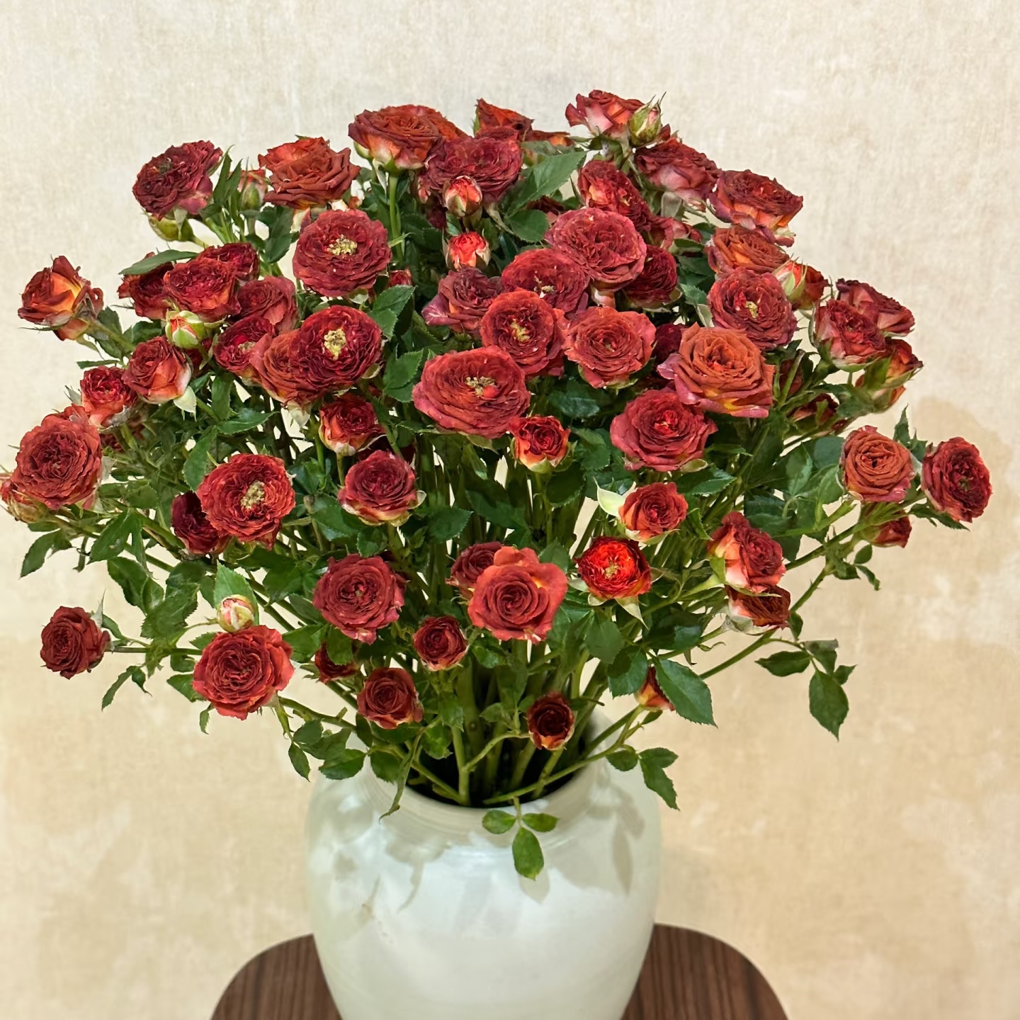 巧克力泡泡玫瑰【两单以上升级顺丰】云南鲜花  家庭插花