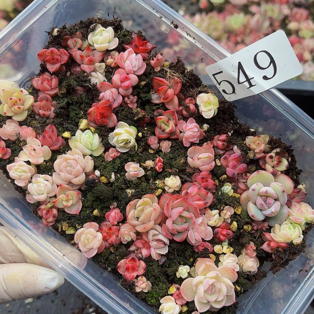 多肉植物多肉植物549