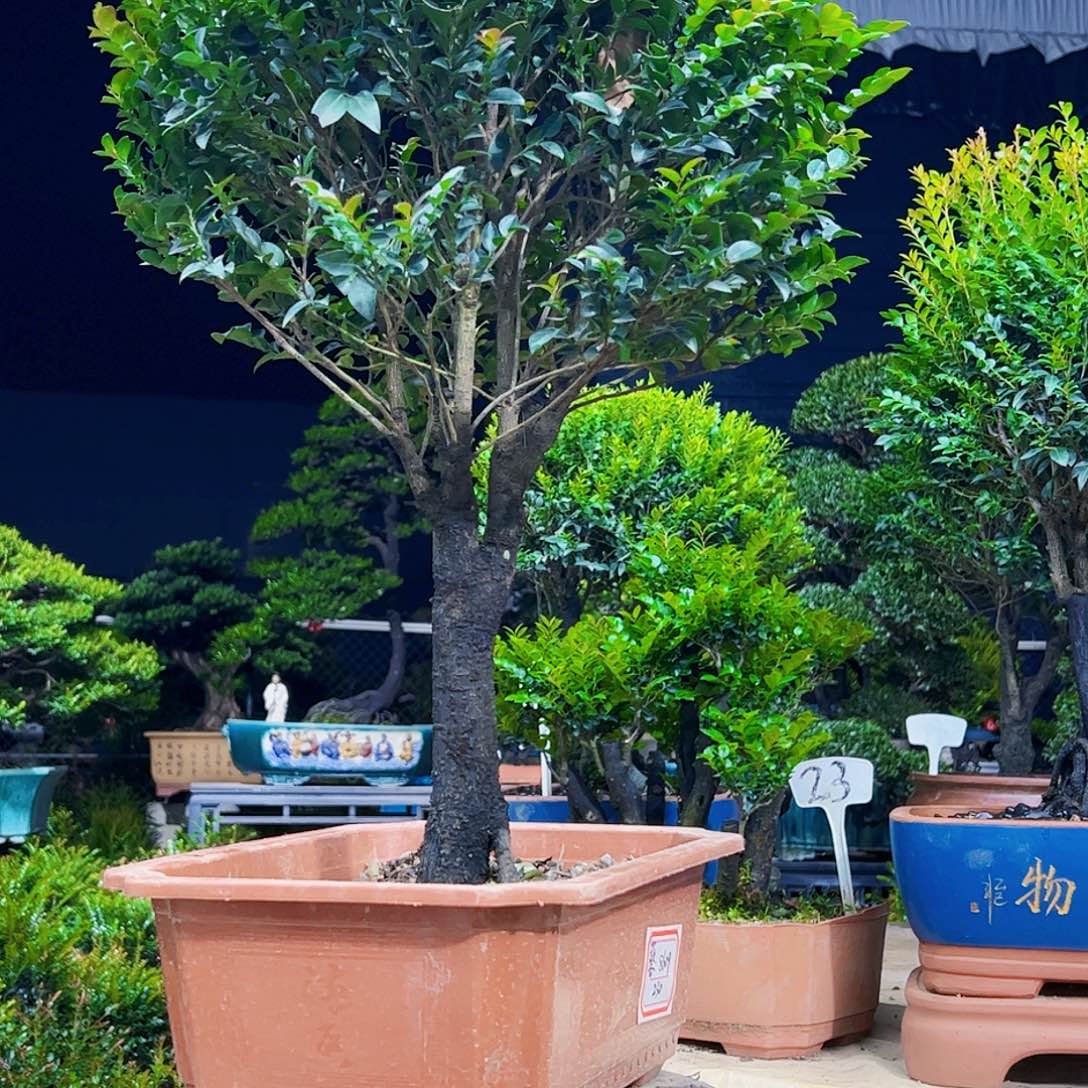 以实际为准藝12345678