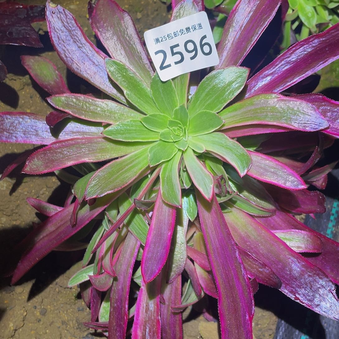 2596白婚纱多肉植物