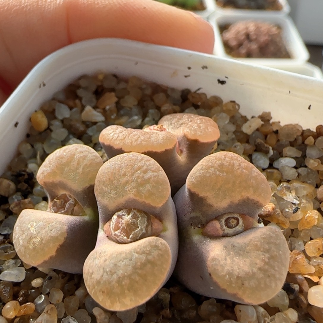 7062 大白多肉植物园