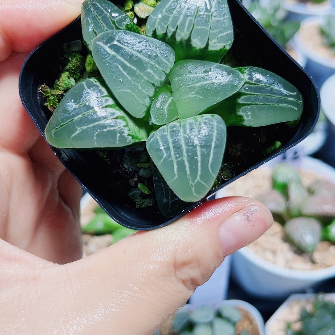 粉色甜心多肉植物666