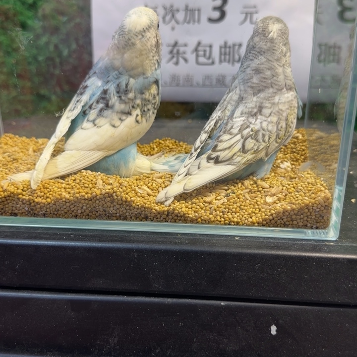 虎皮鹦鹉大头虎皮鹦鹉