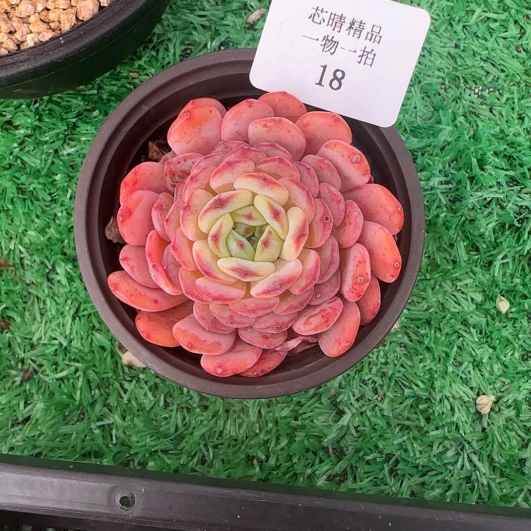 宝***?闪购精品多肉18号